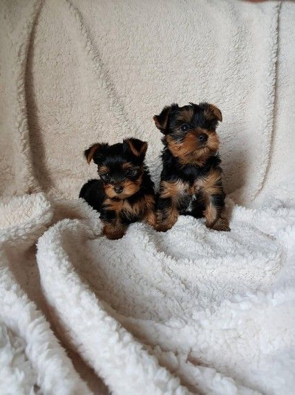 Two Teacup Maltese Puppies Needs a New Family