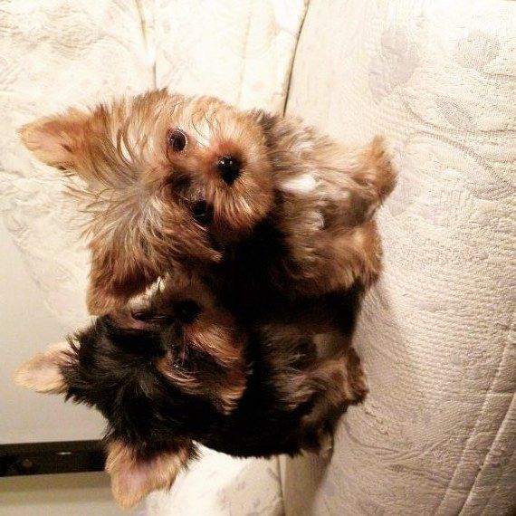 Yorkie Puppies For Sale