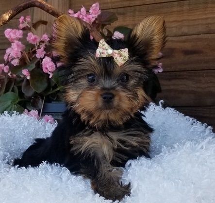 Beautiful and tiny girl that is ready for her new family now!