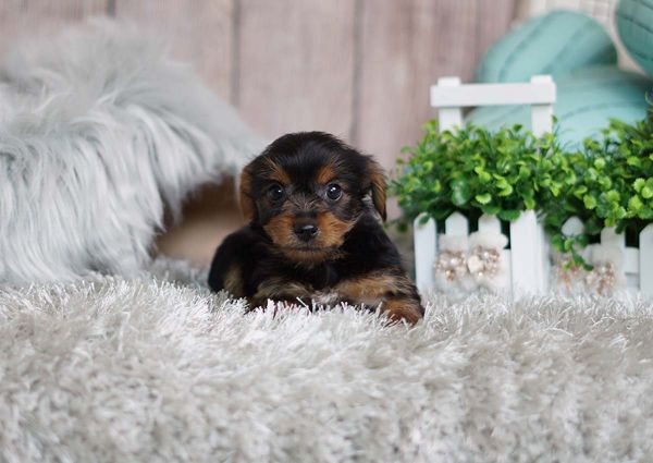 Gold the Yorkshire Terrier