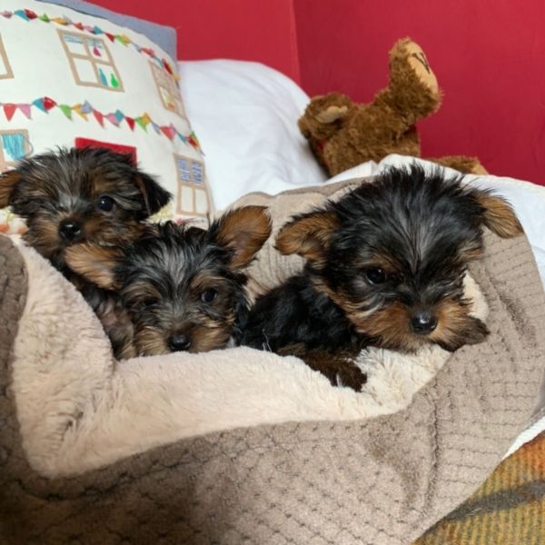 Yorkie puppies for sale