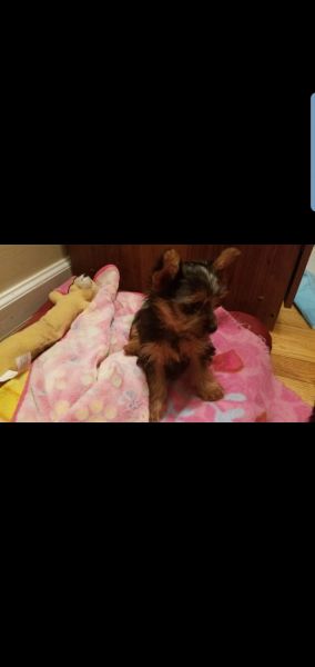 New borns Yorkies for sale