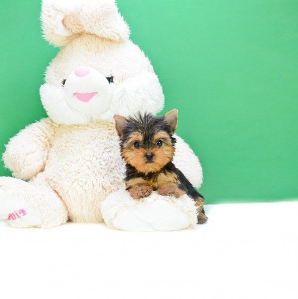 Baby Love Akc Male& female Yorkshire Terrier Puppies For Sale.