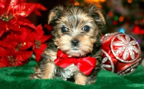 T-Cup Yorkie Puppies for sale