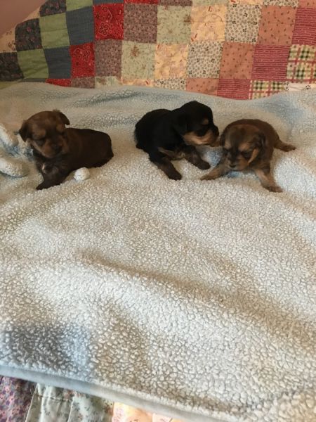 Yorkie puppies