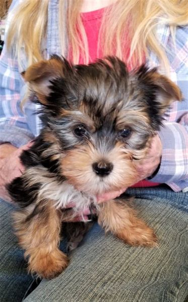 Micro Yorkies puppies