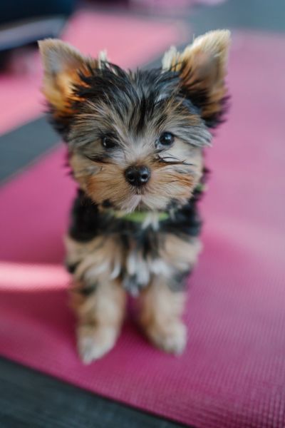 Purebred Tiny Yorkie Puppies