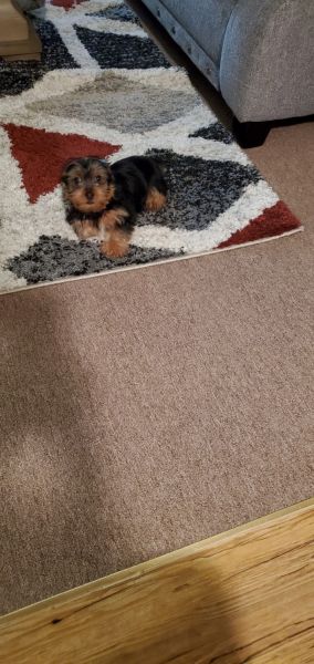Yorkie terrier for sale 11week old