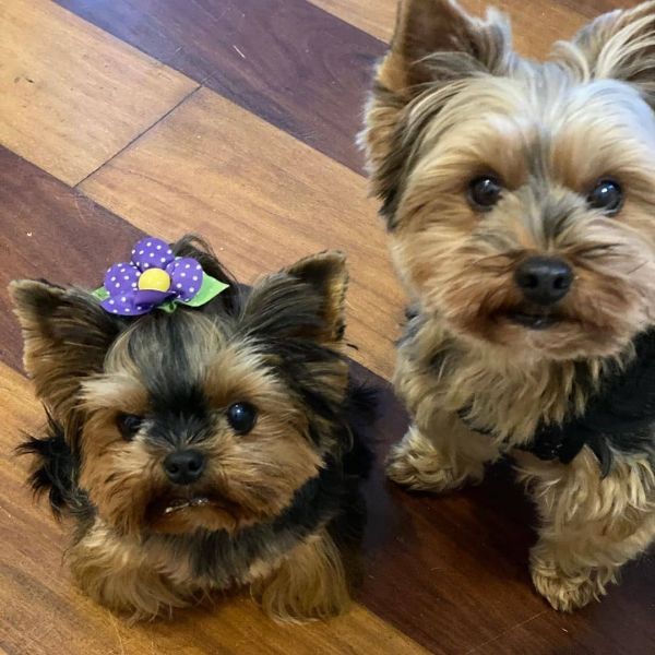Yorkie puppies available now