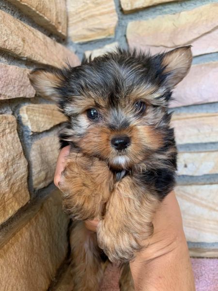 Teacup yorkie