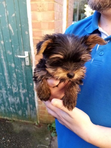 Mini yorkie