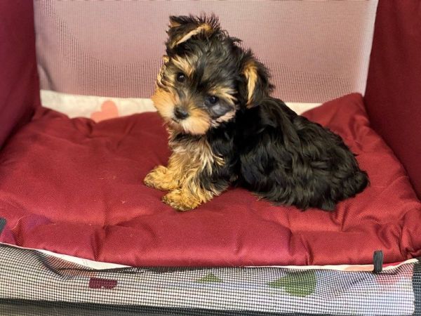 Male Yorkie Puppy