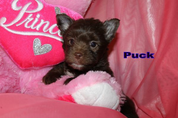 dark chocolate male yorkie ready feb the 14 th