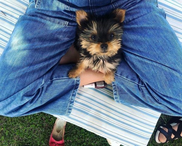 Yorkie puppies for sale