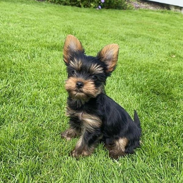 AKC yorkie puppy
