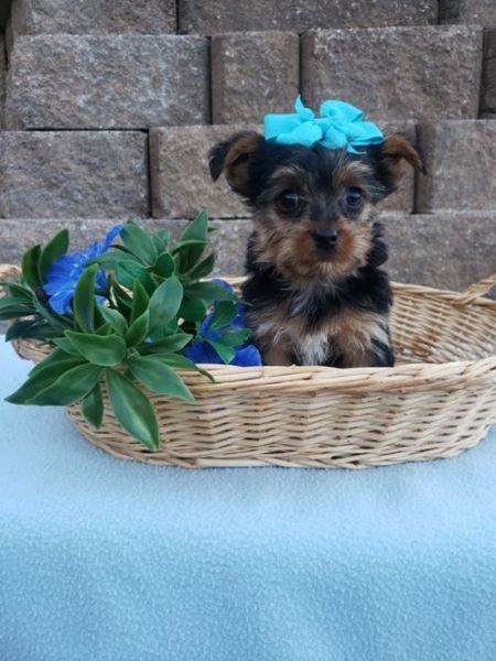 YORKIE PUPPIES