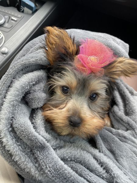 Teacup Yorkie Puppy