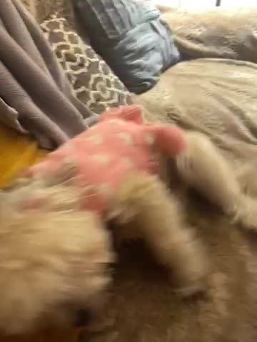 I’m salling my female and male dogs