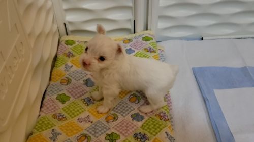 Platinum chocolate party akc puppies