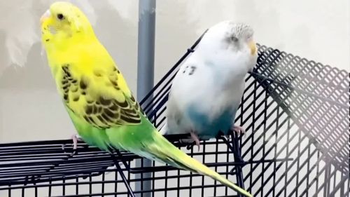 2 Parakeets for sale