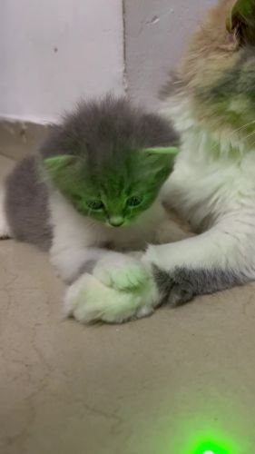 Persian kitten available
