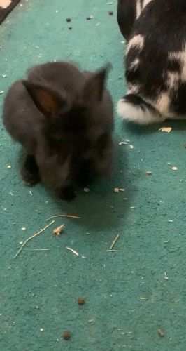 2 month old lion head male rabbit