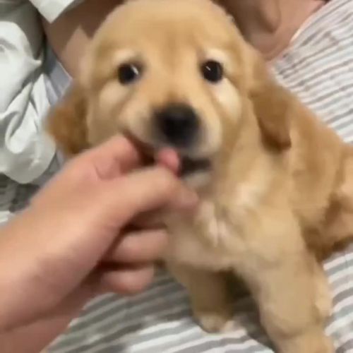 Golden retriever puppy