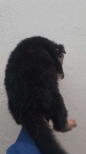 German shepherd dobble cot