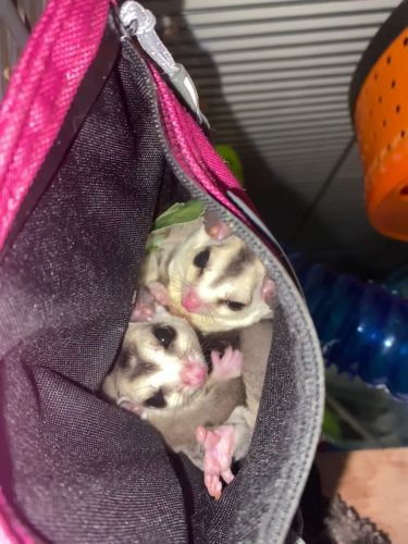 Sugar Gliders