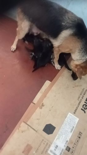 Gsd puppies for sale