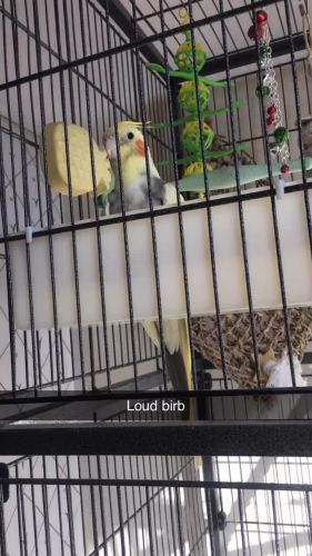 Cockatiel, comes with cage, toys, food