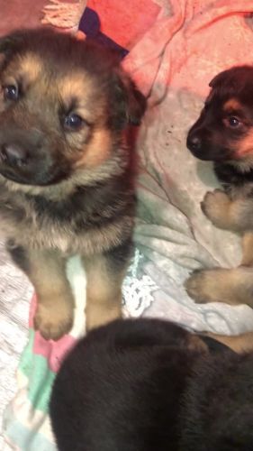 German Shepherd Puppies