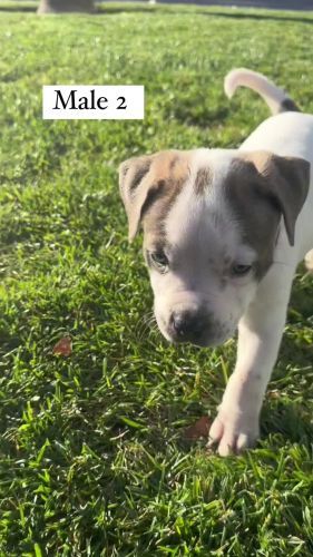 14 American bully XL puppies AVAILABLE! (9 female /5 male )