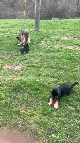 German Shepard puppie