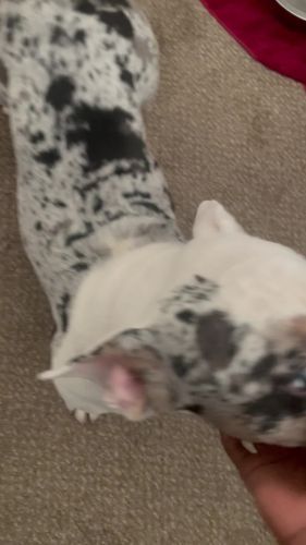 10 month old Tri Merle American bully need him gone asap
