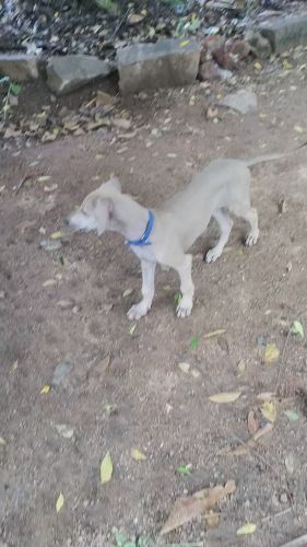 Chippiparai male puppy