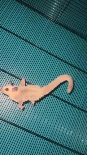 Sugar Glider male female pair