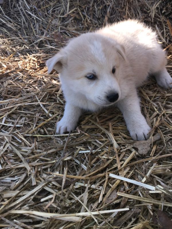 Alaskan Husky/Great Pyrenees