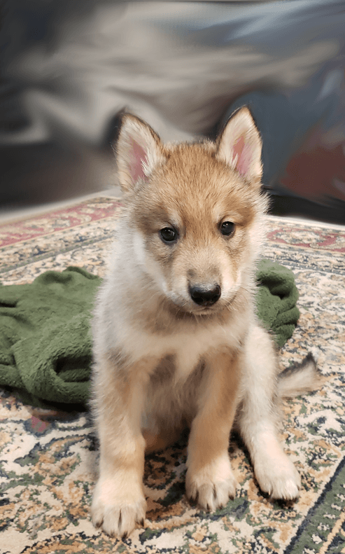 Malamute Puppies