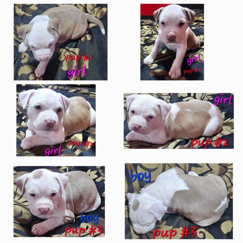 Half American pitbull terrior half XL American Bully pups