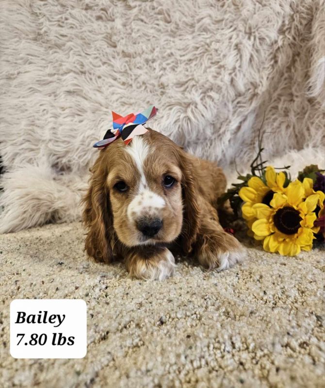 Bailey Cocker Spaniel