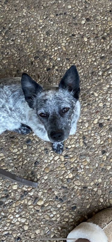 Need to rehome Australian Cattle Dog