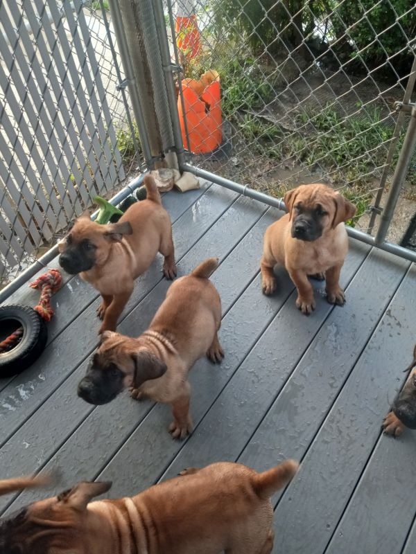 South African mastiff Boerboel puppies