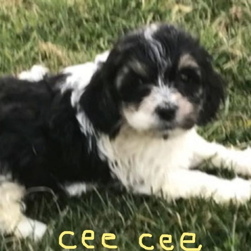 CEE CEE COCKAPOO