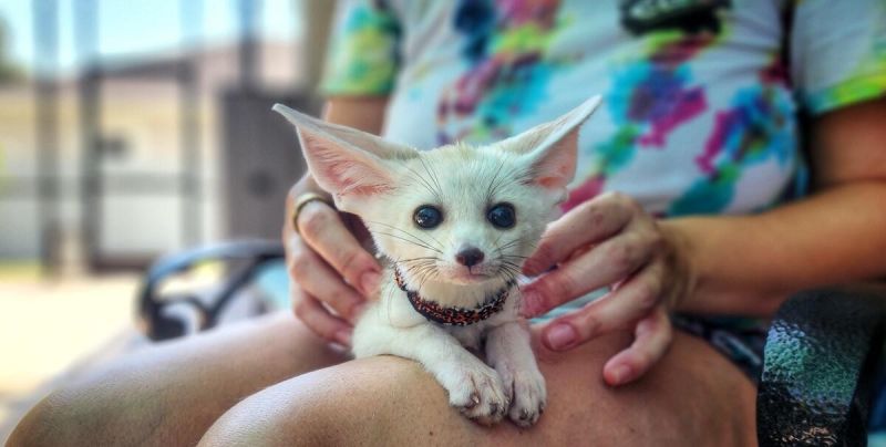 8 Week Old Fennec Fox - Sweet Little boys and girls