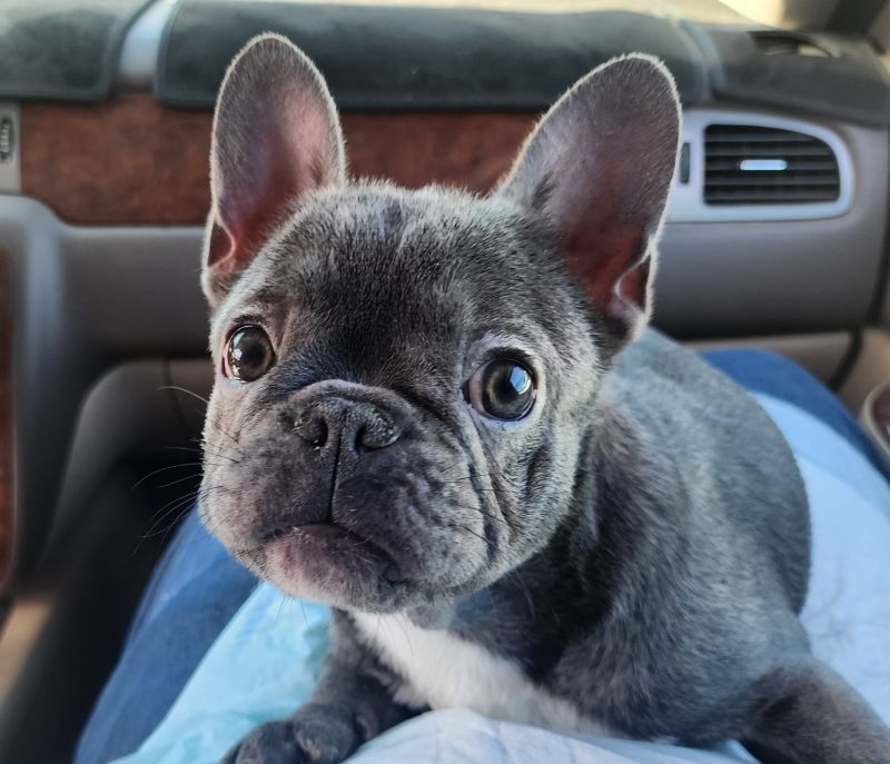 French Bulldog