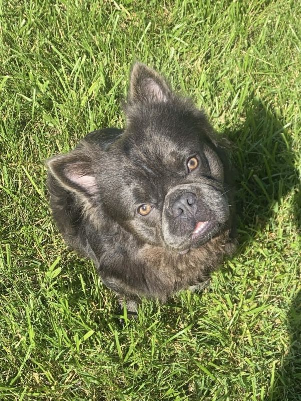 Thatcher the Fluffy French Bulldog