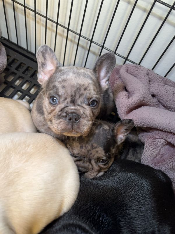 Blue Merle frenchie