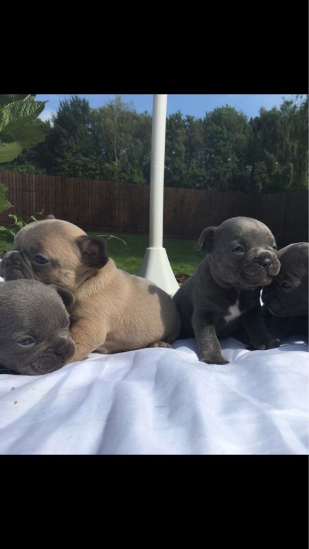 French Bulldog Pups For Sale