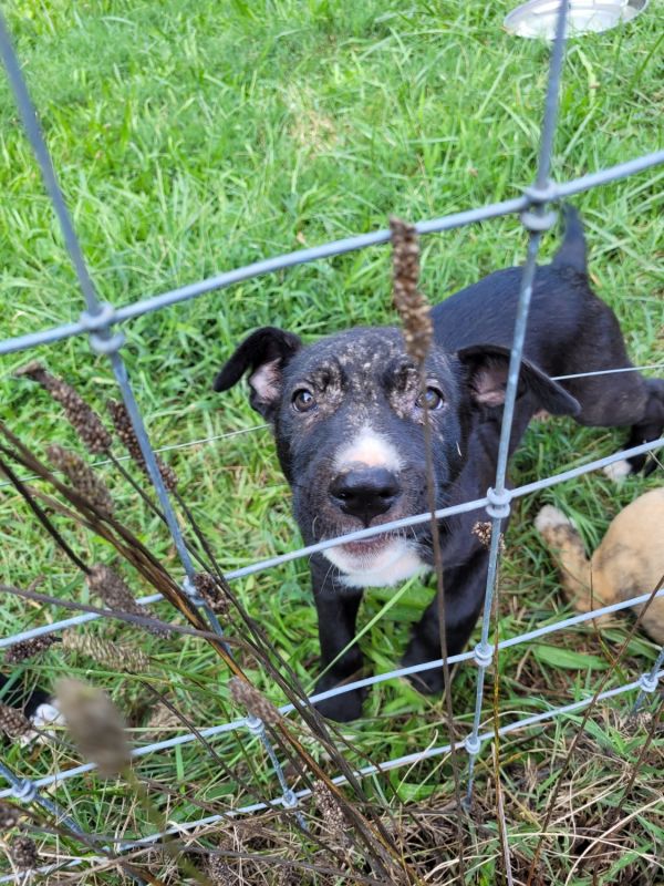 German Shepherd/ Pitbull puppies